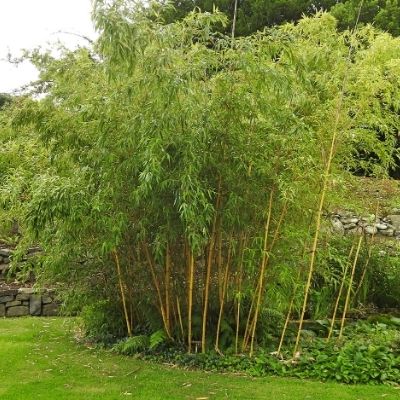Bambou en terre dans le jardin 